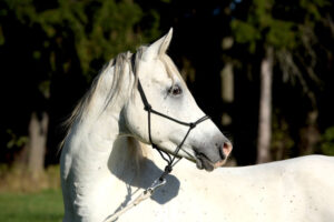 A serene Arabian horse standing calmly, illustrating effective stress management.