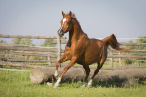 Arabian horse behavior in focus—demonstrating the breed’s unique combination of sensitivity, intelligence, and vibrant spirit.