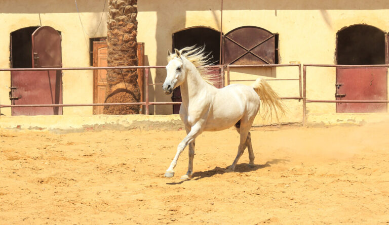 Arabian horse seasonal care – an Arabian horse playing outdoors, demonstrating year-round adaptability.