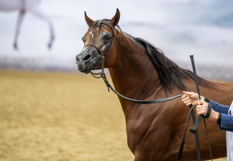 Arabian horse influence – a graceful Arabian horse showcasing distinctive high tail carriage and compact frame.