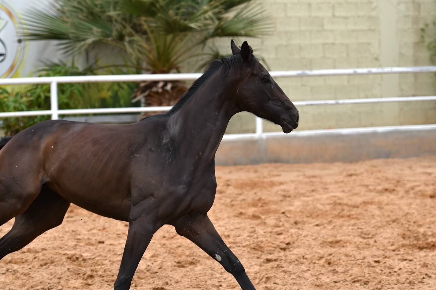 An Arabian horse running through a field, showcasing fitness and agility as part of a balanced exercise routine.