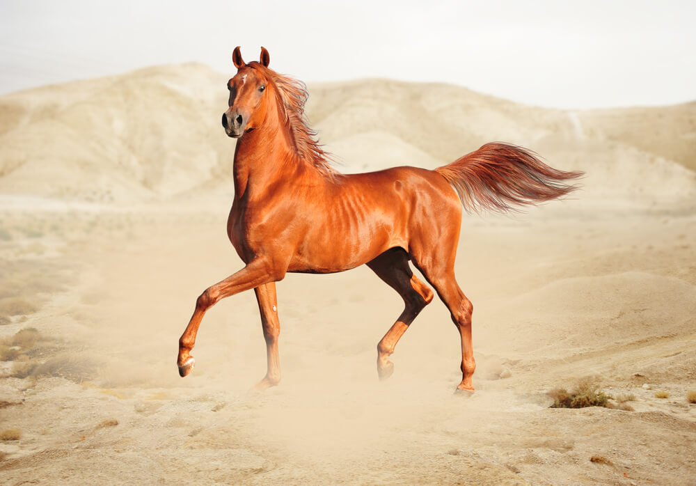 Bedouin Arabian horse traditions reflected in a galloping horse under desert skies.