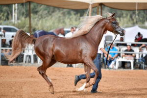 An Arabian horse performing cross-training exercises outdoors.