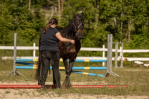 A young Arabian horse practicing ground training, wearing a halter, and standing attentively in an open field.