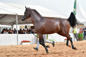 Arabian horse demonstrating grace and poise in the show ring during a performance