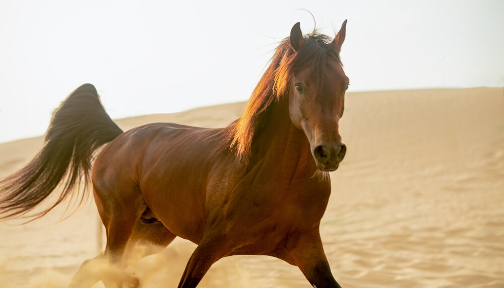 Origins of Arabian horses : Arabian horse standing in a desert landscape, symbolizing the origins of Arabian horses and their deep-rooted connection to the desert.