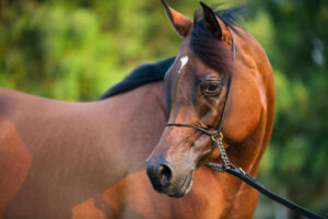 Rider guiding an Arabian horse using subtle riding cues