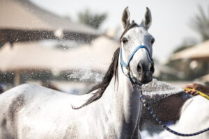 Arabian horse adorned with riding gear, showcasing elegance and readiness for saddle training.